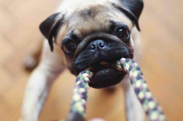 pug dog plays with tug of war toy