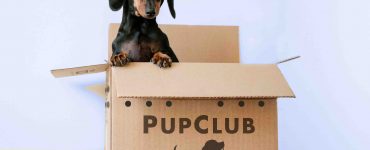 puppy peering out of subscription delivery box