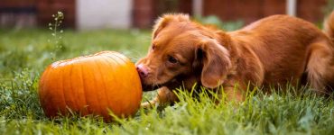 Dog with pumpkin