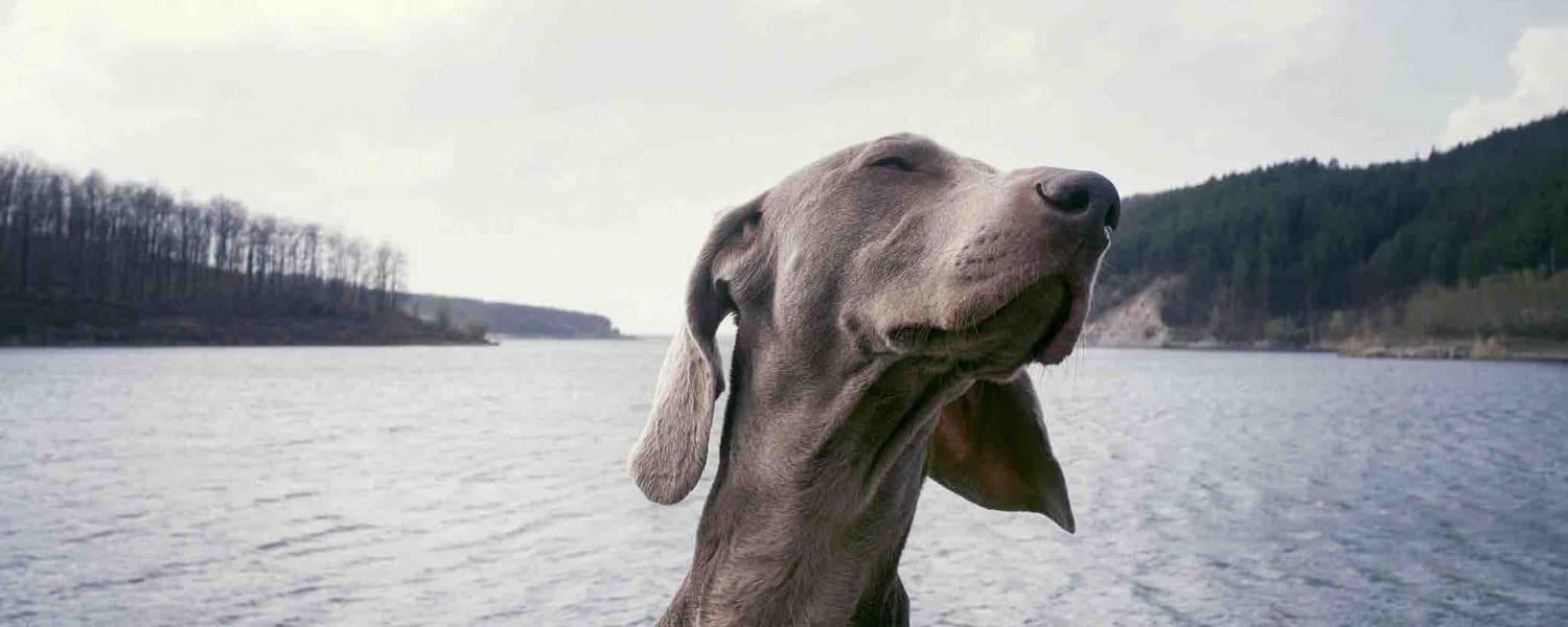 Dog in boat on river