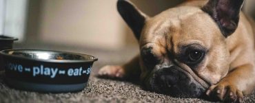 sick dog looks at food bowl