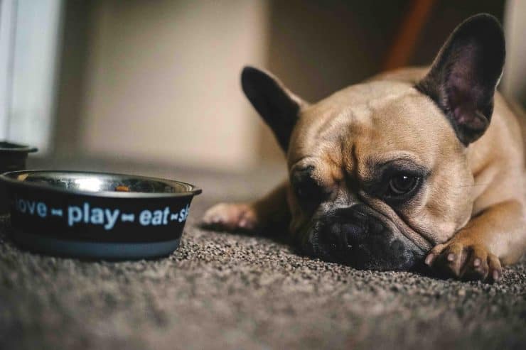 sick dog looks at food bowl