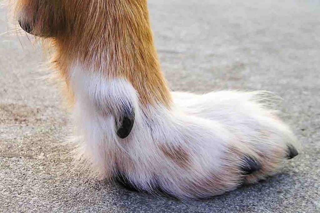 closeup of dog dewclaw