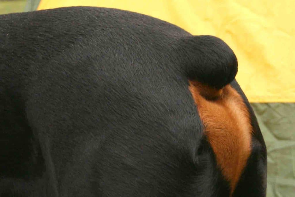 docked tail of rottweiler
