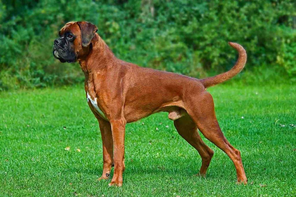 boxer dog with no ear cropping or tail docking