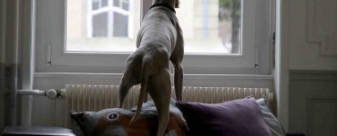 anxious dog stands on couch and looks out window