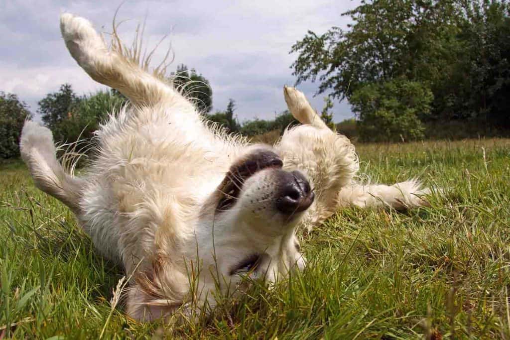 Crusty Scabs on a Dog's Back: Causes, Treatment, Prevention | Superb Dog