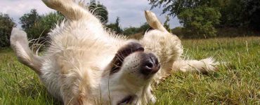itchy dog rolls on its back in grass