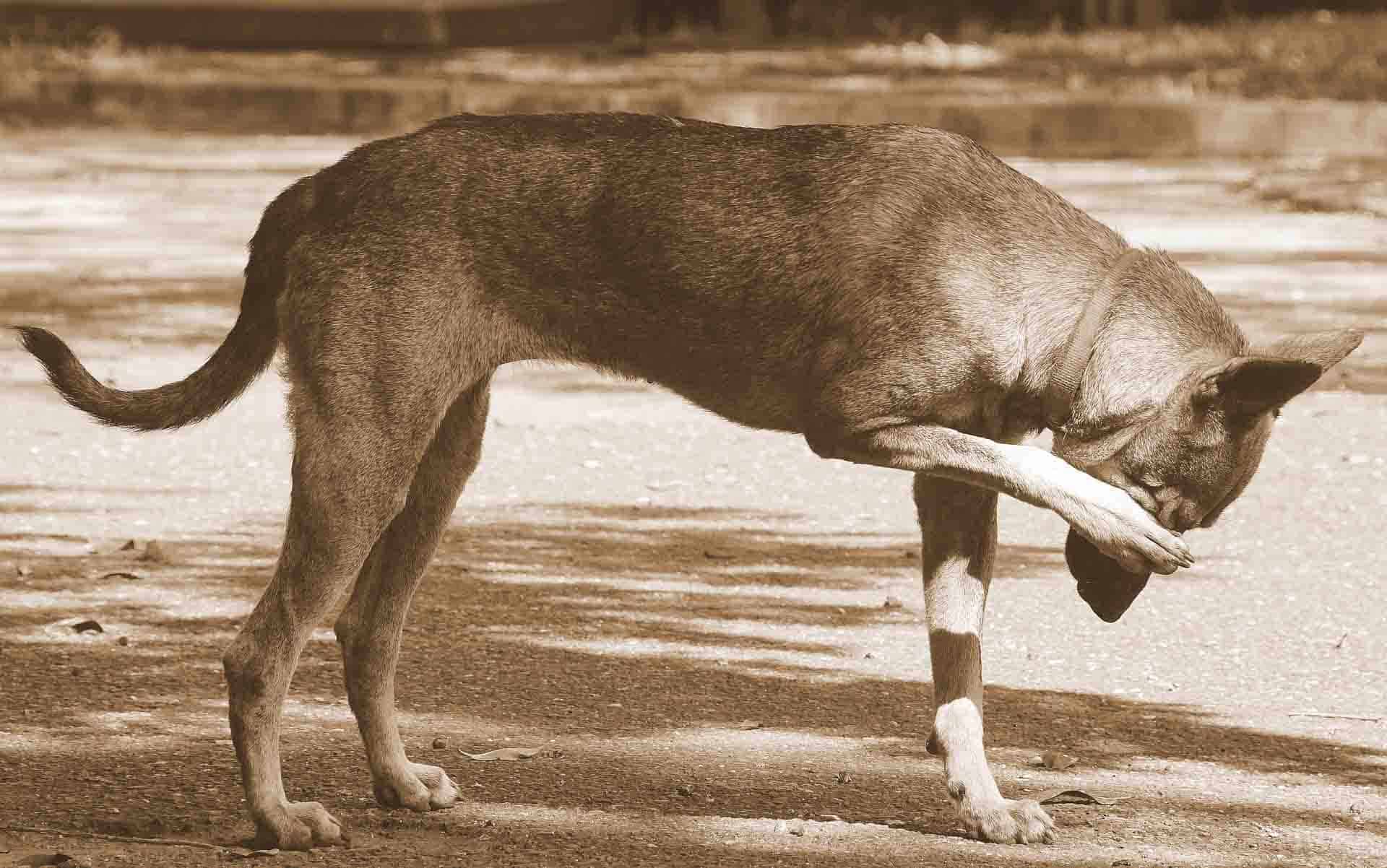 Crusty Scabs on a Dog's Back: Causes, Treatment, Prevention | Superb Dog