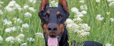 doberman pinscher with cropped ears