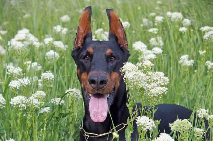 doberman pinscher with cropped ears