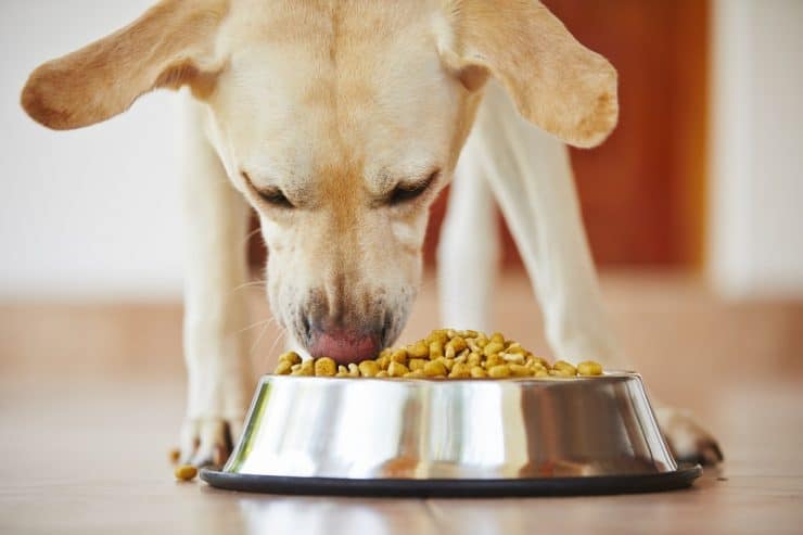 dog eats from bowl of food