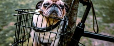 dog sits in a bike basket