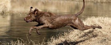 strong dog with muscles leaps into water