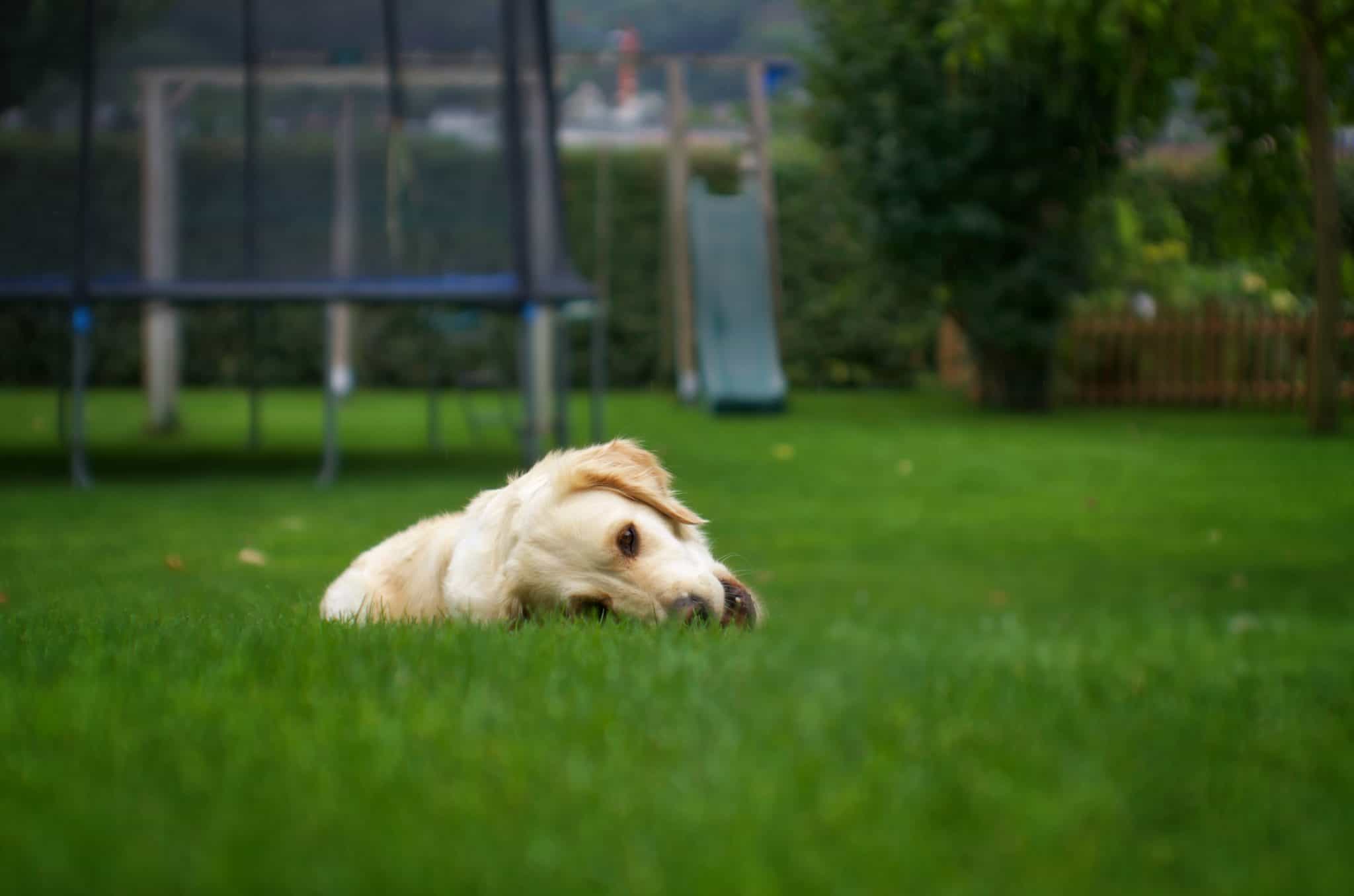 The Best Grass for Dogs; How to Cultivate a DogProof Lawn
