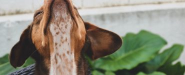 dog arches neck and stares upwards
