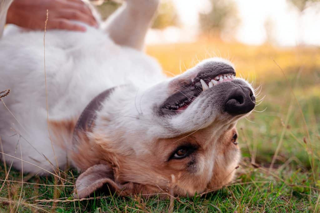 dog lies on its back on grass