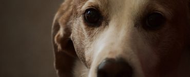 old dog staring at camera