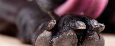 dog's tongue licks paw