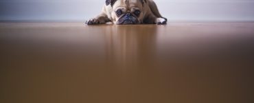 dog lies on floor uninterested