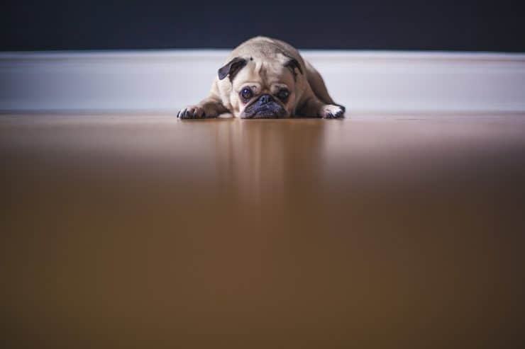 dog lies on floor uninterested