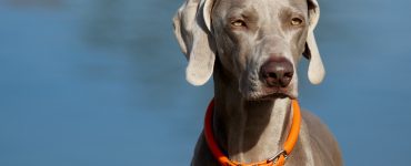 weimaraner wears rolled leather dog collar