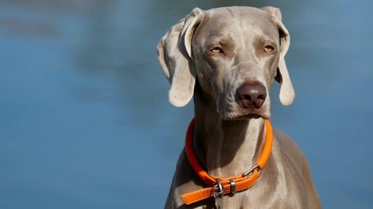 weimaraner wears rolled leather dog collar