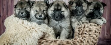 five puppies in a basket