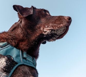 dog wears harness