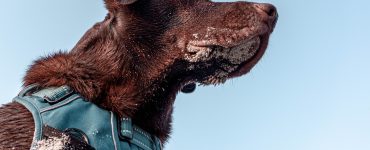 dog wears harness