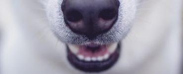 dog's teeth