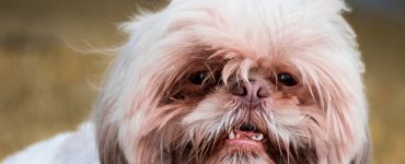 dog with mouth open