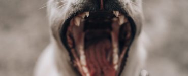 dog with mouth open wide showing teeth