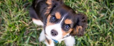 puppy looking up at camera