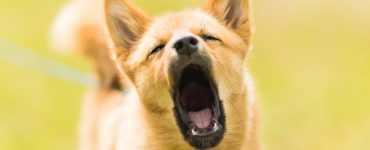 dog howls with mouth wide open