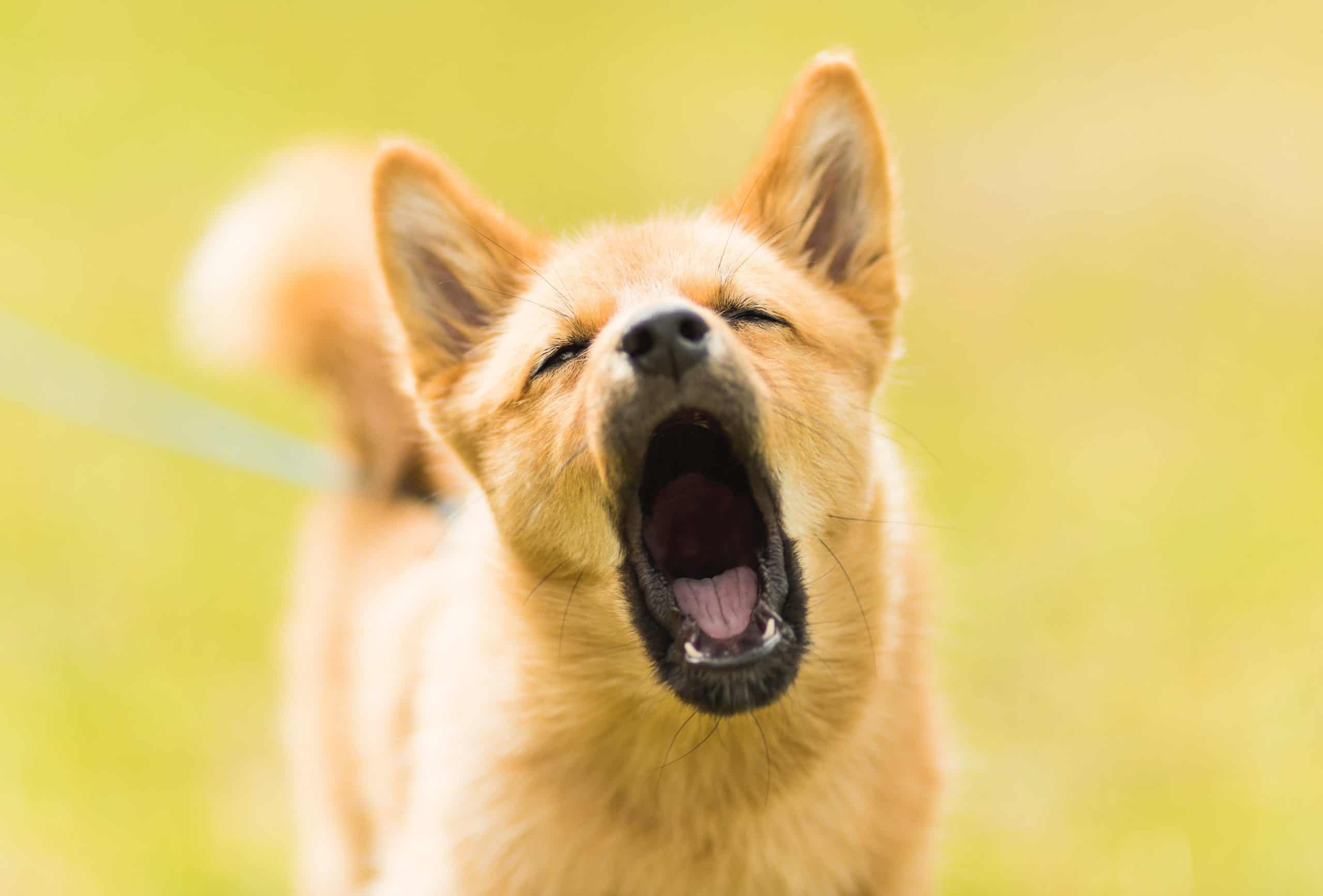 barrier reactive dogs