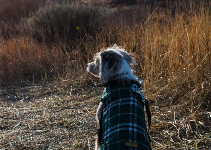 dog wearing waterproof dog coat