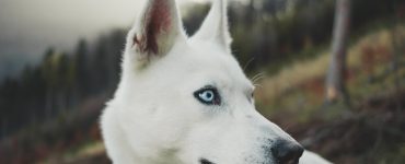deaf white dog