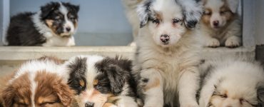 litter of puppies