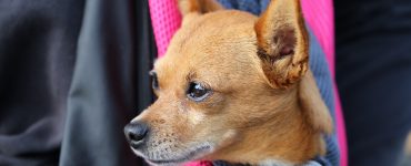 dog in carrier sling