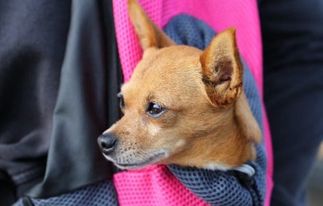 dog in carrier sling