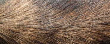 dog dandruff on fur