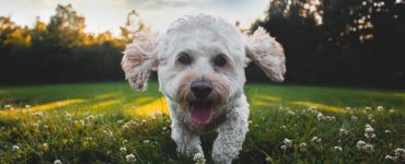 small white dog without tear stains running