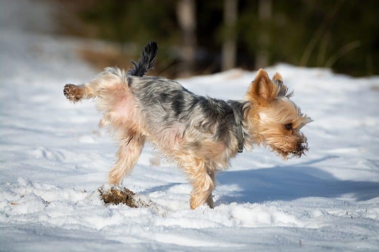 dog lifts leg in show