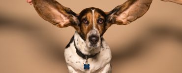 bloodhound with ears held open