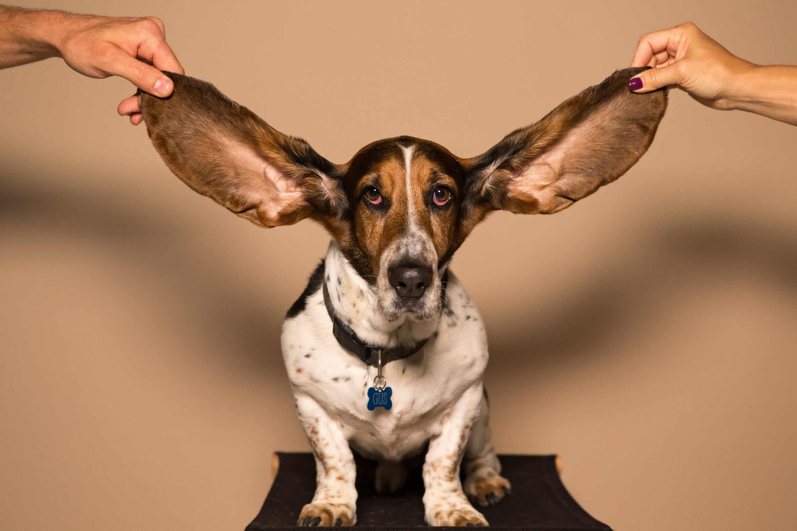 canine ear yeast infection home remedy