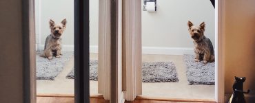 dog looks out from bathroom
