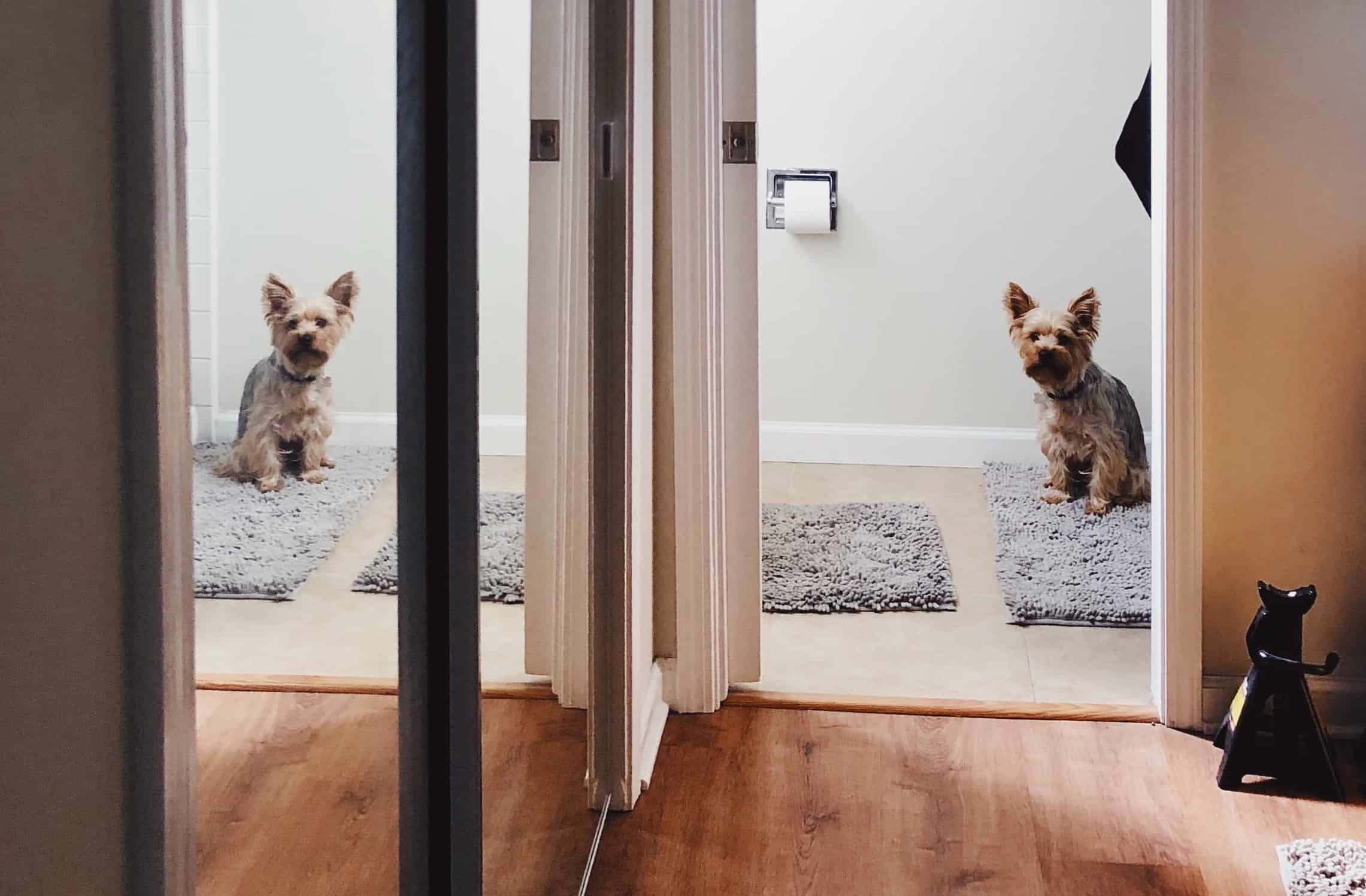 My Dog Ate A Tampon — What Should I Do? | Superb Dog