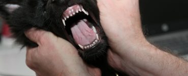 puppy teeth