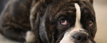 dog looking unhappy